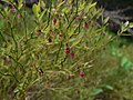 Vaccinium scoparium