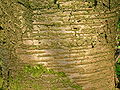 Lenticeloj sur ĉerizujo (Prunus avium).