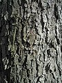 Bark of old tree