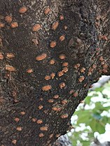 Bark of Chionanthus retusus