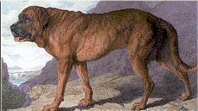 Mastiff alpin (1815)