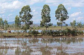 20171116 Ponds near Phonsavan, Laos 2948 DxO.jpg