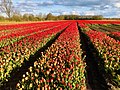 tulpenvelden in Balloo