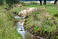 Andersche Diep (Nationaal Park De Drentsche Aa)