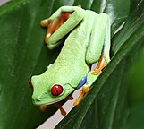 Agalychnis callidryas