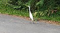 Grande aigrette Ardea alba modesta