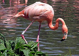 Phoenicopterus ruber[106]​