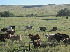Выпас скота в округе Окилтри