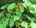 Foliage and ripening fruit