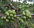 Coffea racemosa