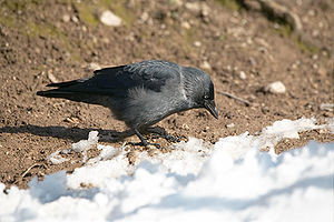 Likfögel (Corvus monedula) LC - least concern (ei trüüwet)