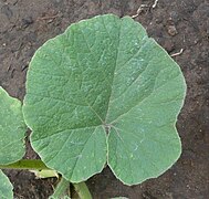 Cucurbita maxima: Hoja orbicular.