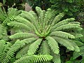 Dicksonia antarctica en Kew