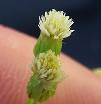 Flower head, angled