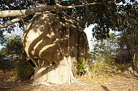 Ficus benghalensis adventitious roots on boulder, Ethel Barker Park, Cape Edgecumbe, Bowen IMGP0015.jpg