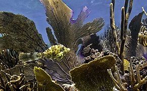 Pez entre los corales en Culebra