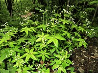 Galium japonicum