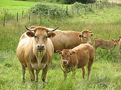Gando. Vacas de Galicia. Rubia galega..JPG