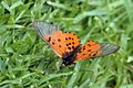 Acraea horta