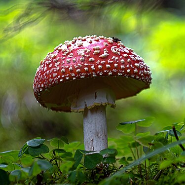 Amanita Muscaria User:Engin Tavlı