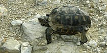 Texas Tortoise (Gopherus berlandieri), northern Tamaulipas, Mexico (9 July 2007).