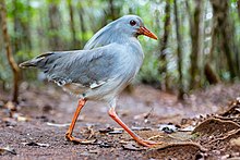 Bird (kagu) with pale grey plumage (lighter on underside), straight red bill and red legs