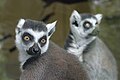 Kattas (Lemur catta)
