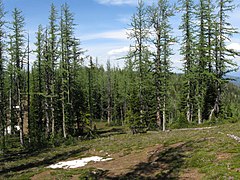 Bosque de alerce subalpino en Columbia Británica.