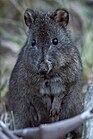 Long-nosed Potoroo