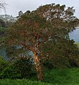 View of the whole tree