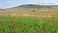 Alfalfa field with red poppies in Lozère, France