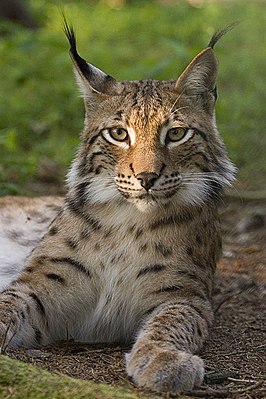 Euraasisk Loks (Lynx lynx)