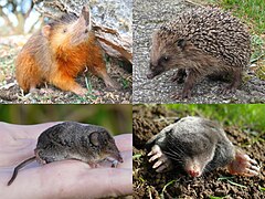 Solenodon, ericio, musaranea e talpa.