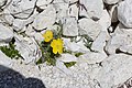 Pavé da mont (papaver alpinum) te Ncisles.