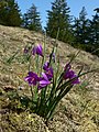 Olsynium douglasii