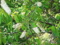 Prunus grayana (Japanese Bird Cherry)