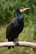 Phalacrocorax carbo Vic