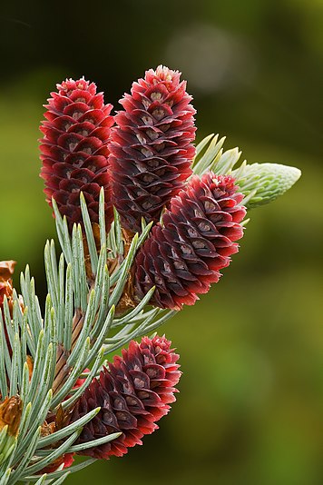 Young cones of a Colorado Blue Spruce (Picea pungens)
