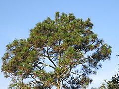 Pinus michoacana
