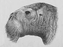 Голова Protodobenus japonicus, реконструкция
