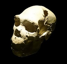 Impact sur l'os pariétal gauche de Miguelón, le crâne 5 de la Sima.