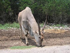 Eelenatiloop (Taurotragus oryx)