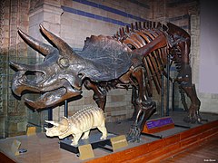 Triceratops u Plavoj zoni