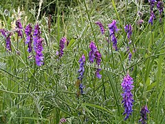 Tufted vetch 800.jpg