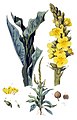 De Koningskaars of Verbascum thapsus uit Flora Batava, deel 3, plaat 162. Amsterdam, J.C. Sepp en zoon, 1814.