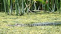Alligator in shoreline vegetation at Wakulla Springs.