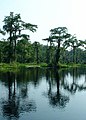 Wakulla Springs as it empties into Wakulla River.