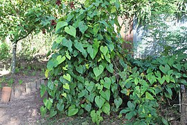 Yawar panga (Aristolochia didyma) - Archivo Centro Takiwasi.jpg