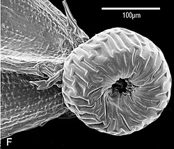 Nootje van Zyzyura mayana met schijfvormige carpofoor, SEM-afbeelding