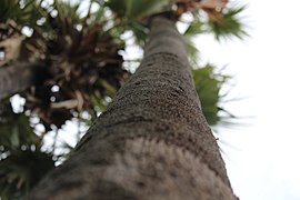 -palm tree -பணை மரம்.jpg